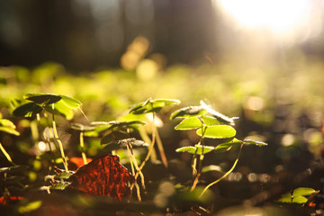 The sun's rays fall on plants in the forest. Nature blurred background 