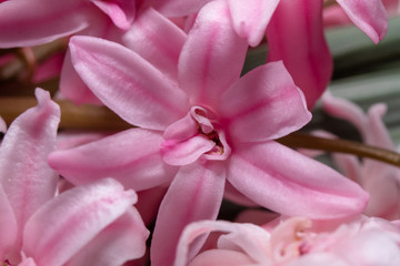 Fototapeta na wymiar Macro shot of pink hyacinth flower 