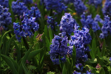 spring early flowers in the garden