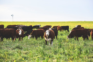 Naklejka na ściany i meble Cows in Countryside, Pampas, Argentina
