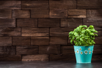 Homegrown Basil herb on kitchen counter