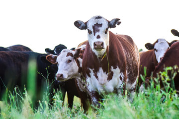 Fototapeta na wymiar Cows in Countryside, Pampas, Argentina