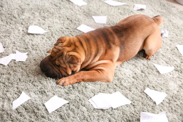 Naughty dog playing with paper on floor at home