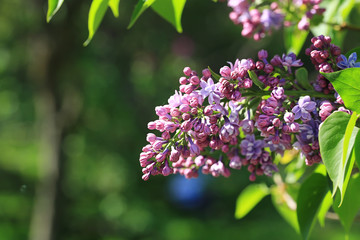 blooming lilac in the park with soft selective focus