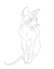 vector illustration cat sitting, drawing lines