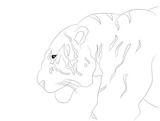 portrait of tiger lines, vector