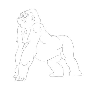 vector illustration of a gorilla, drawing by lines, vector