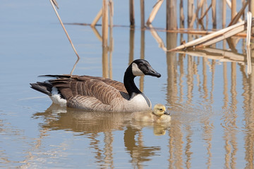 Mother Goose and Her Baby