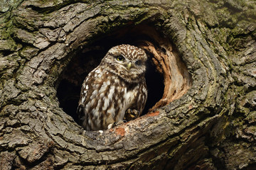 Little owl in tree hole