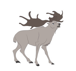 vector illustration of a deer that stands, drawing color