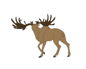 vector illustration of a deer that stands, drawing color