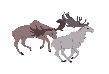 vector illustration of deer who fight, vector, color