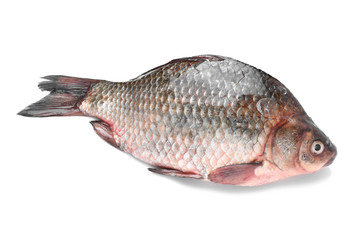 Fresh fish on white background