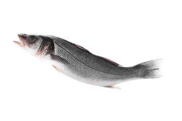 Fresh fish on white background