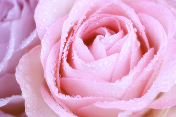delicate pink rose background