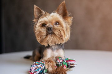 Dog Yorkshire Terrier with a toy