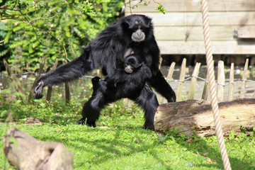 Fototapeta premium Siamang 