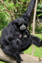 Siamang 