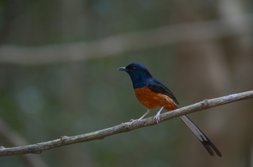 White-rumped shama, Beautiful bird in Thailand