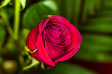 Beautiful Red Rose flower. Nature. close up, selective focus
