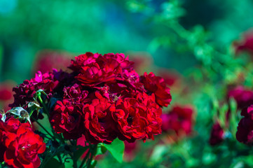 Red Rose flower. Nature. close up, selective focus