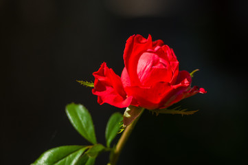 Beautiful Red Rose flower. Nature. close up, selective focus