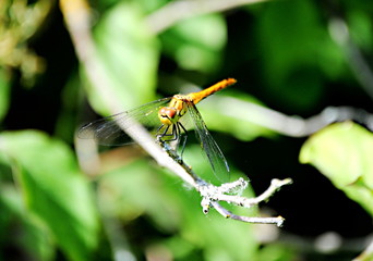 Libellule