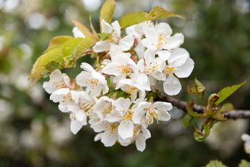 Flores de cerezo en el valle del Jerte. Spain.