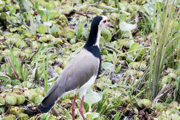 Bird in Murchison Falls