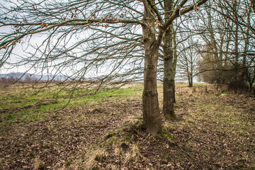 Oak trees in early spring on a cloudy day