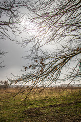 Oak trees in early spring on a cloudy day