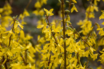 forsythia flower easter time