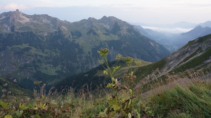 Idyllic summer landscape with hiking trail in the Alps with beautiful fresh green mountain pastures, Allgäu Germany