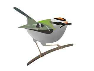 Illustration of a common firecrest (Regulus ignicapilla)