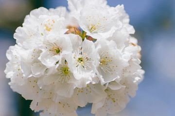 Detail of cherry blossom white flowers