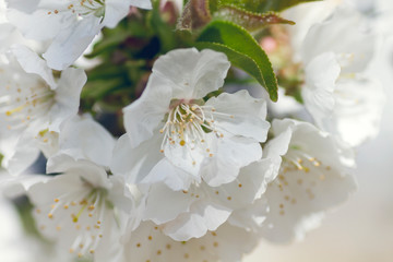 White cherry blossoms macro photograph