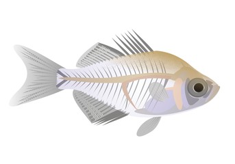 Illustration of an Indian glassy fish (Parambassis ranga)
