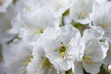 White cherry blossom close up