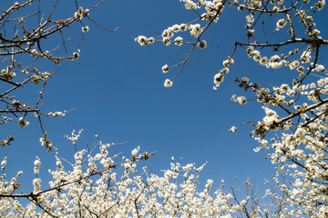 White cherry blossoms flowers and blue sky