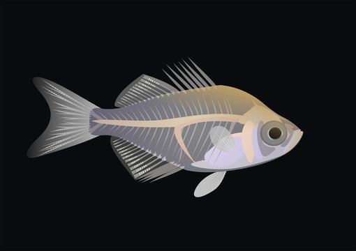 Illustration of an Indian glassy fish, Parambassis ranga