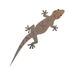 Illustration of a Andersons leaf gecko, Hemidactylus laticaudatus