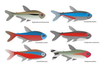 Illustration of different tetra species
