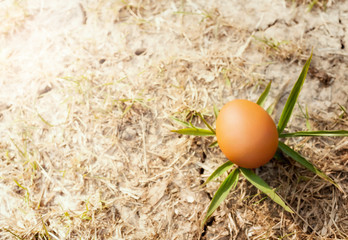 Easter eggs in nature.Easter concept background