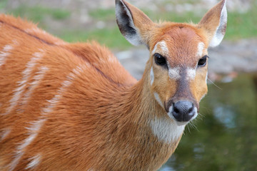 Sitatunga