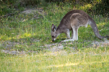 Young kangaroo eating