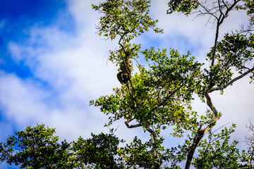 A sloth in Surinam