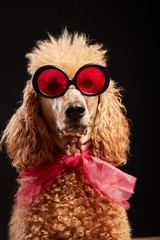 Funny dog portrait with glasses