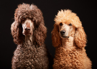 Friends in dog portrait studio shot