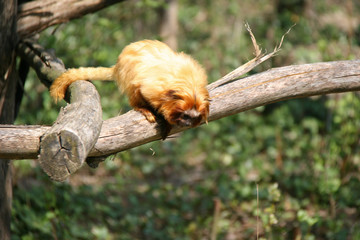 Golden lion tamarin