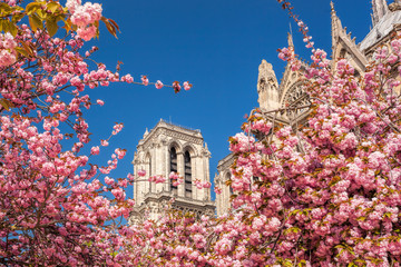 Paris, Notre Dame cathedral with spring trees in France